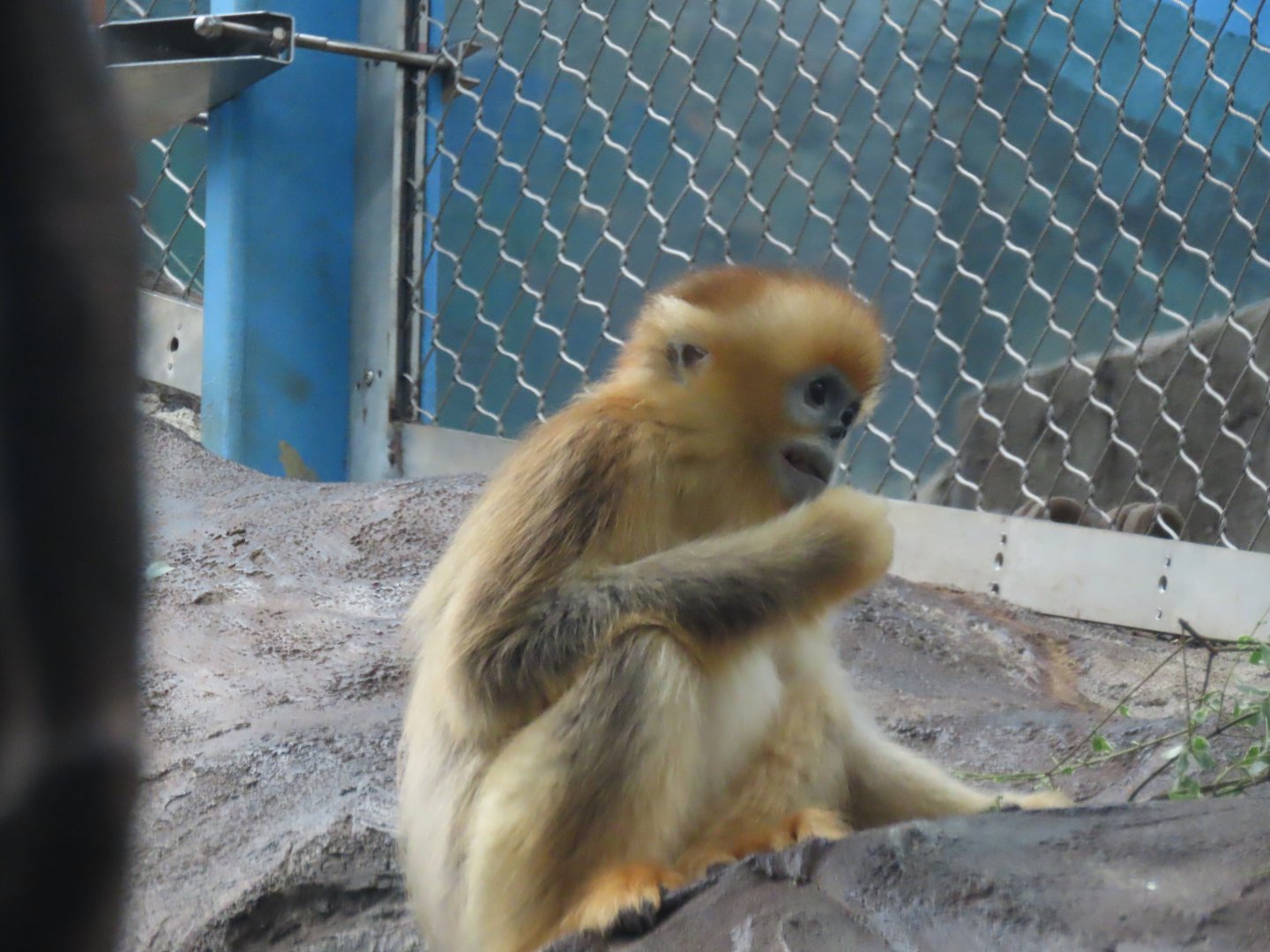 Golden snub-nosed monkey