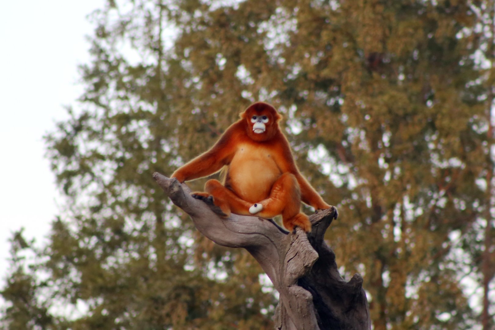 Golden Snub-nosed Monkey