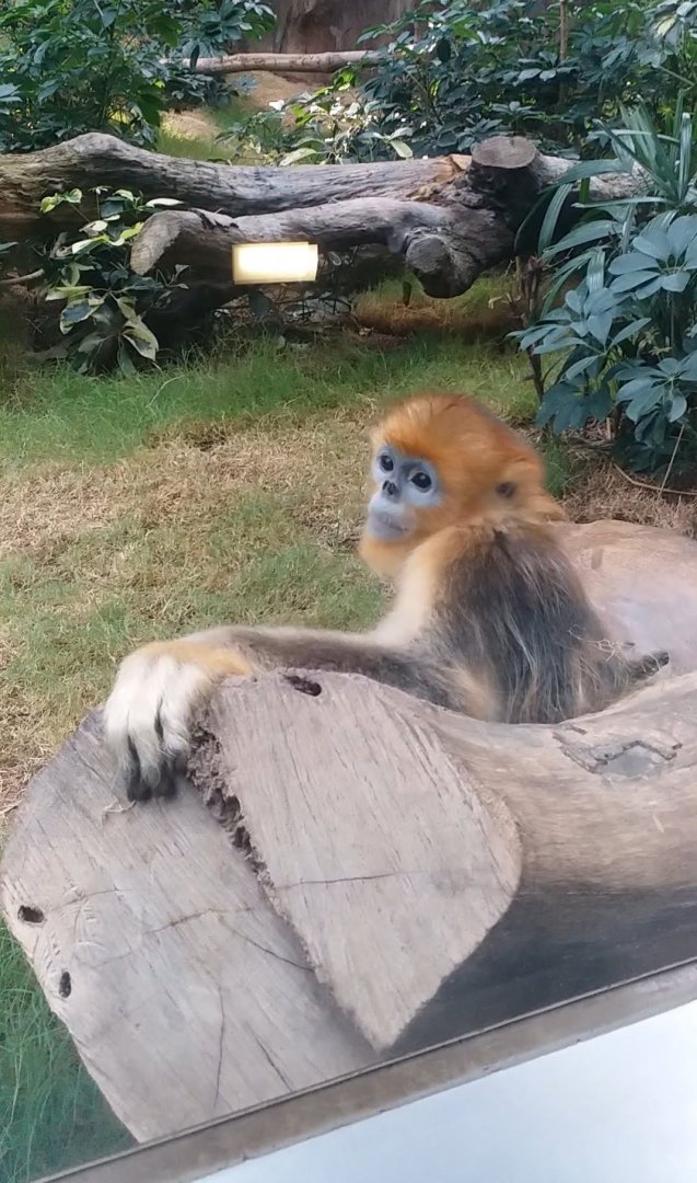 Golden snub nosed monkey