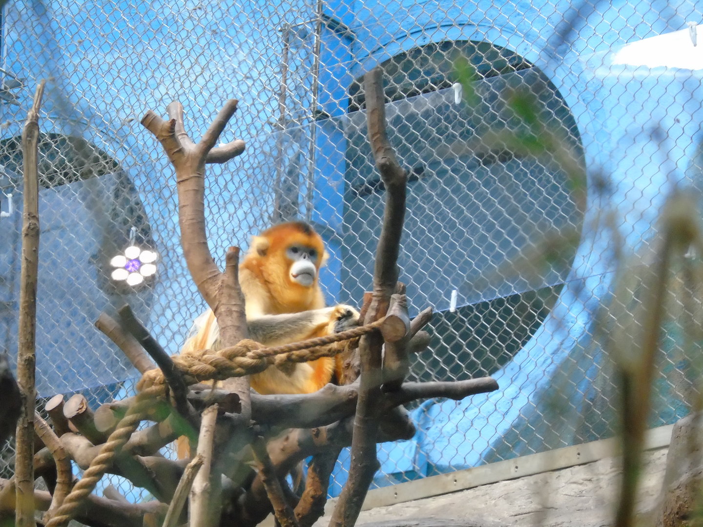 Golden snub-nosed monkey
