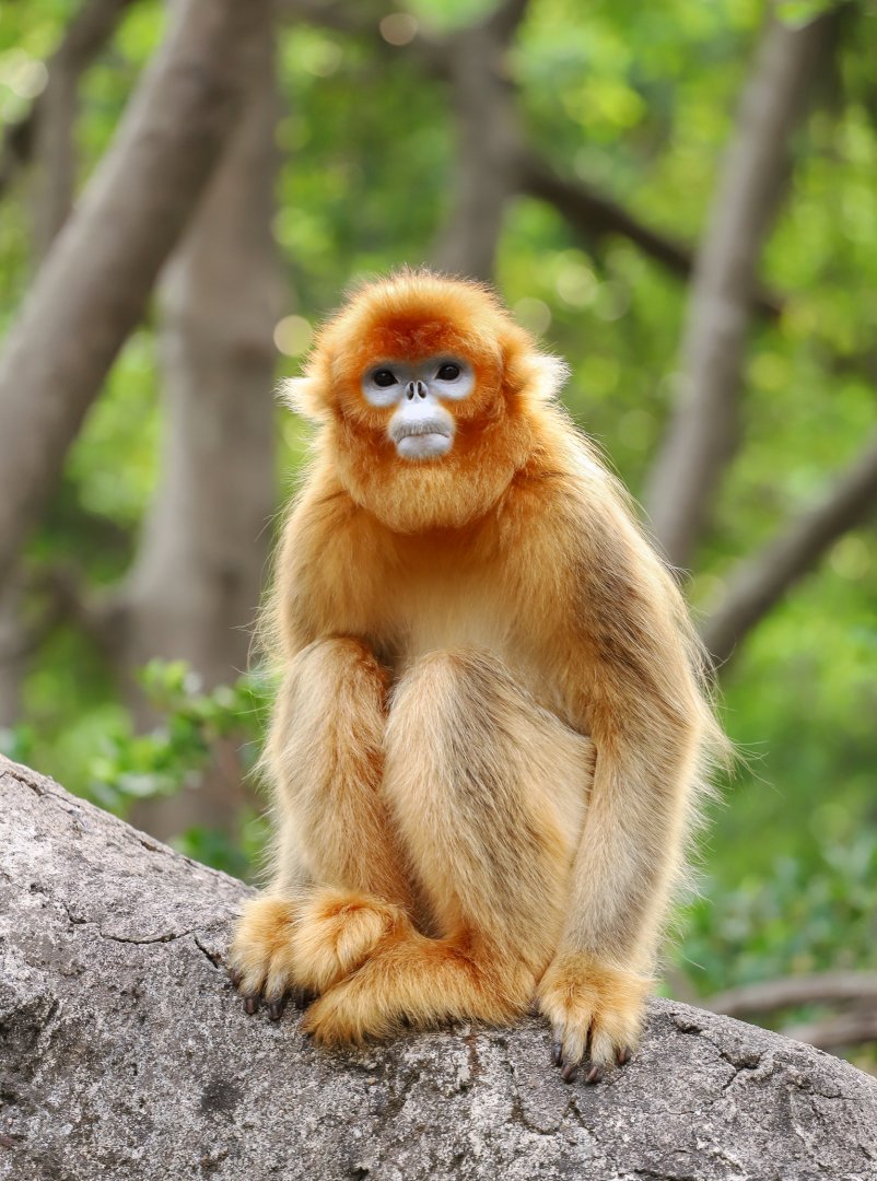 Golden snub-nosed monkey