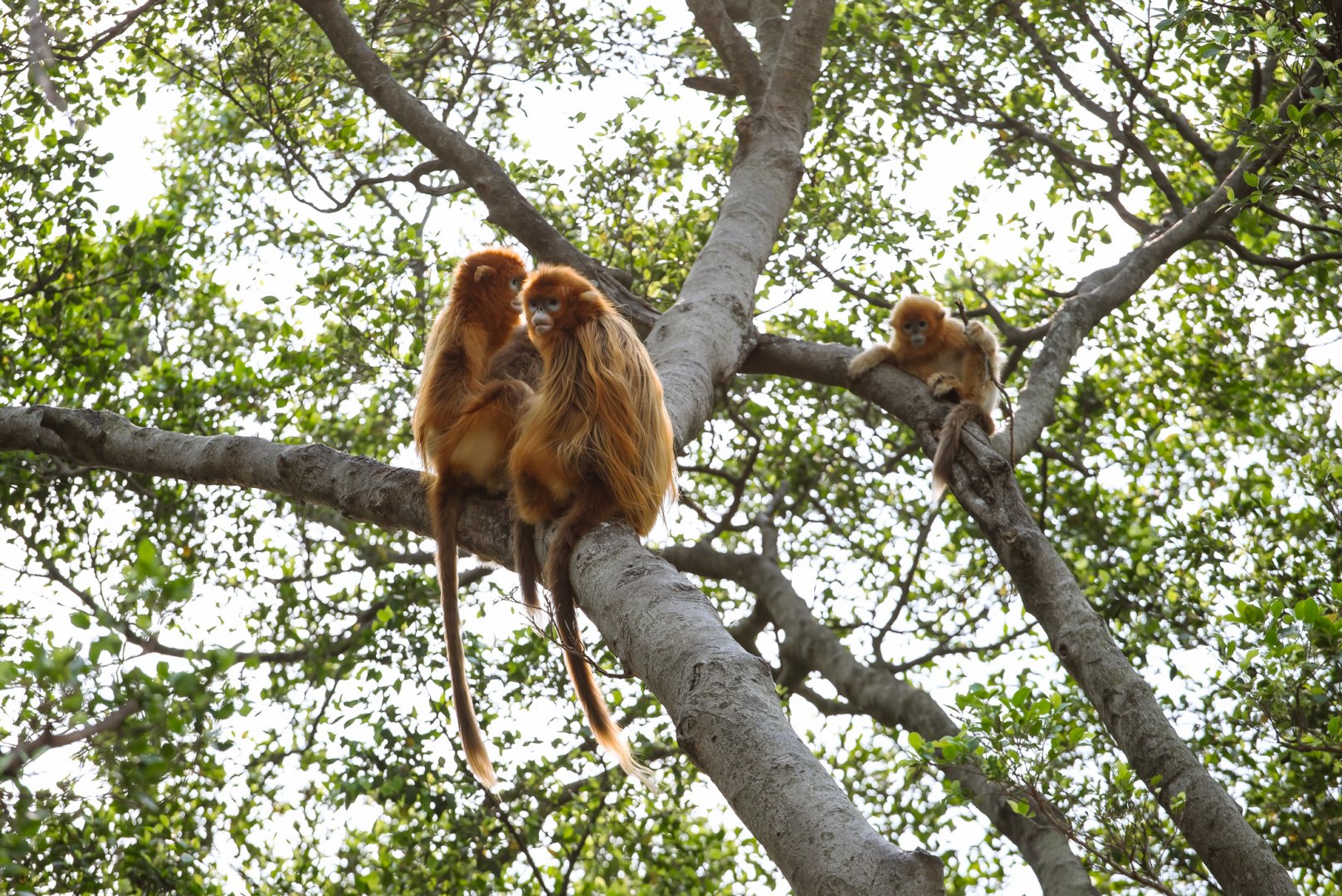 Golden snub-nosed monkey