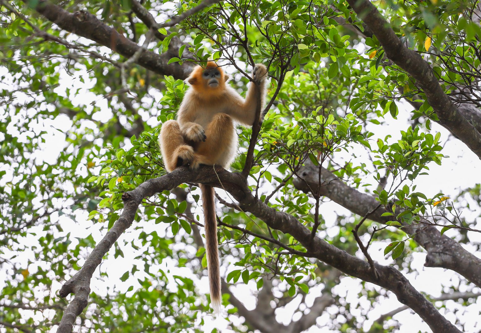 Golden snub-nosed monkey