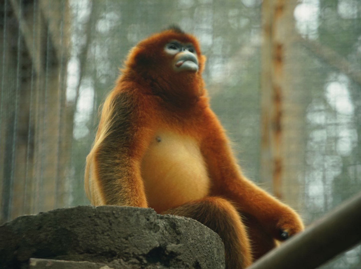 Golden Snub-nosed Monkey