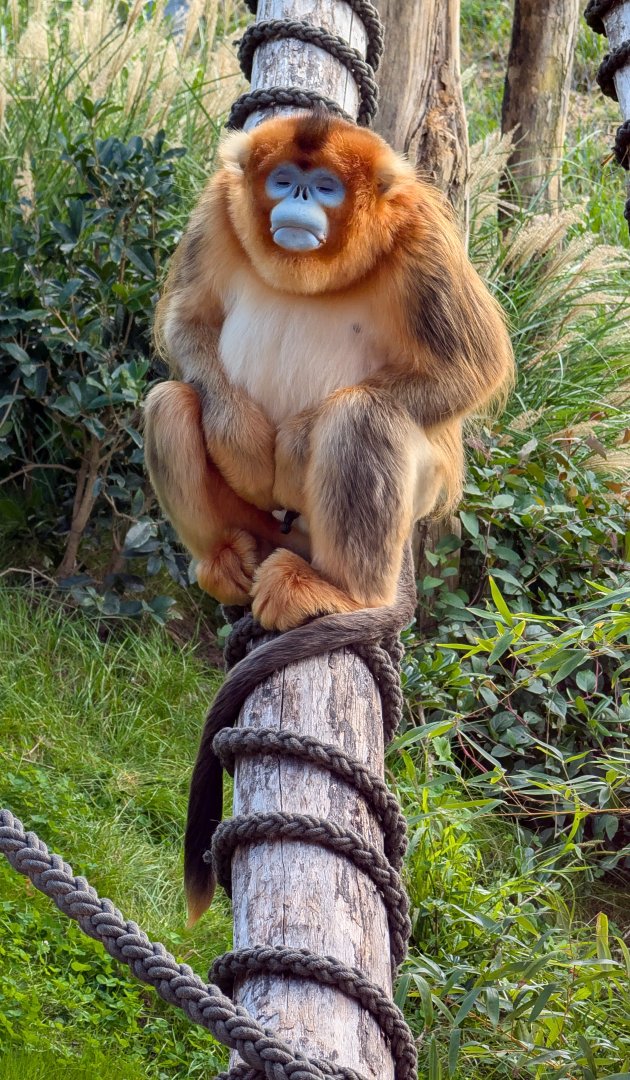 Golden Snub-nosed Monkey
