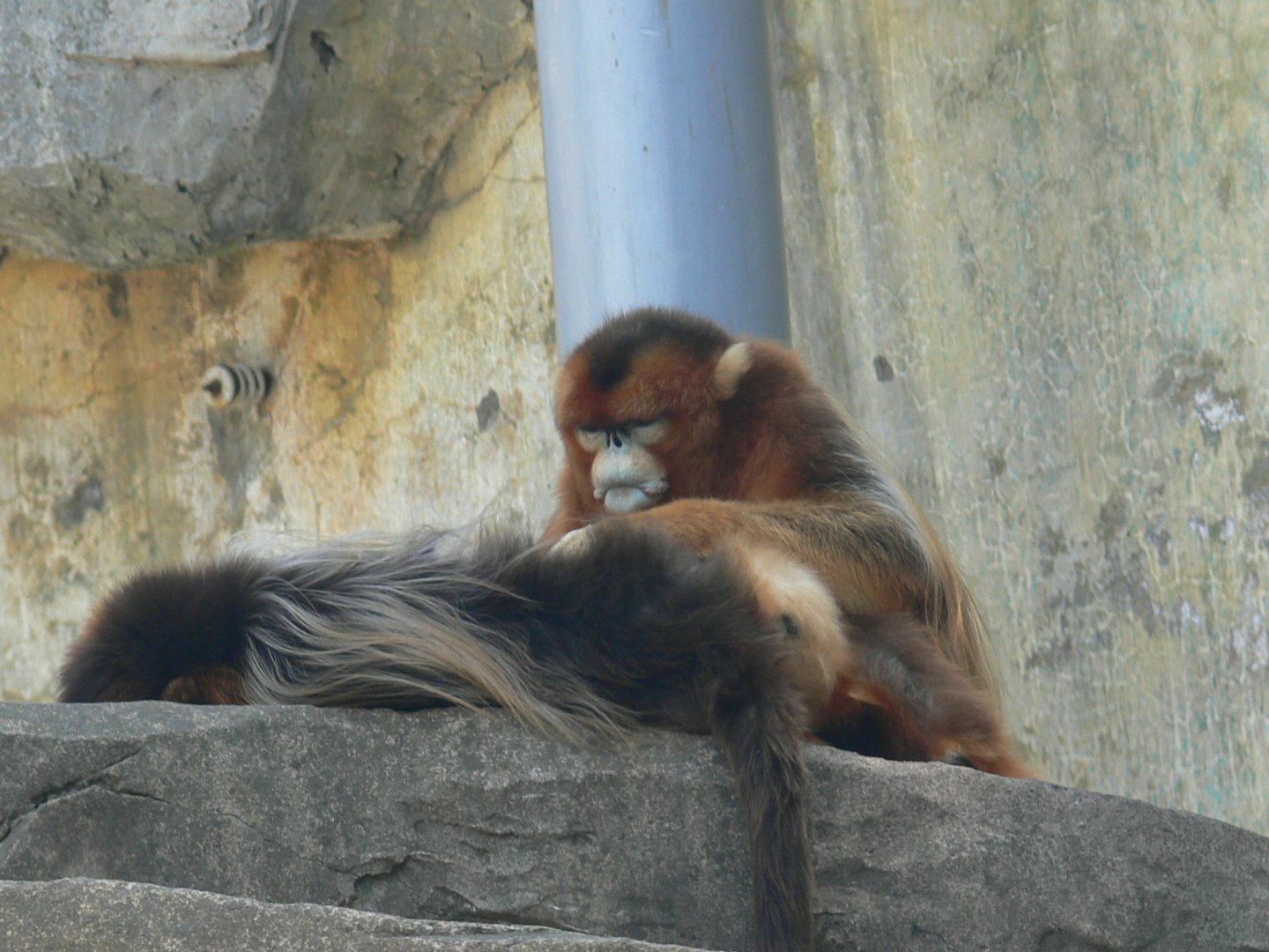 Golden Snub-nosed Monkey