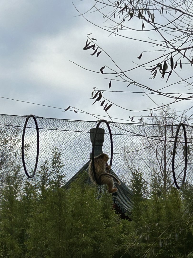 Golden snub-nosed monkey