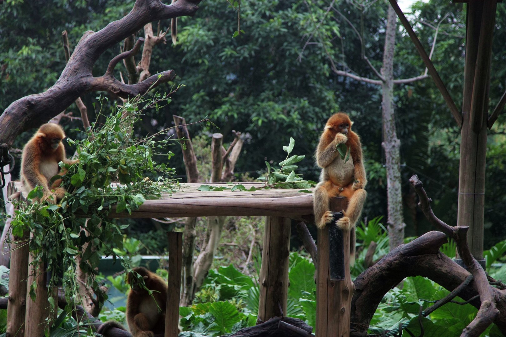 Golden snub-nosed monkeys at breakfast