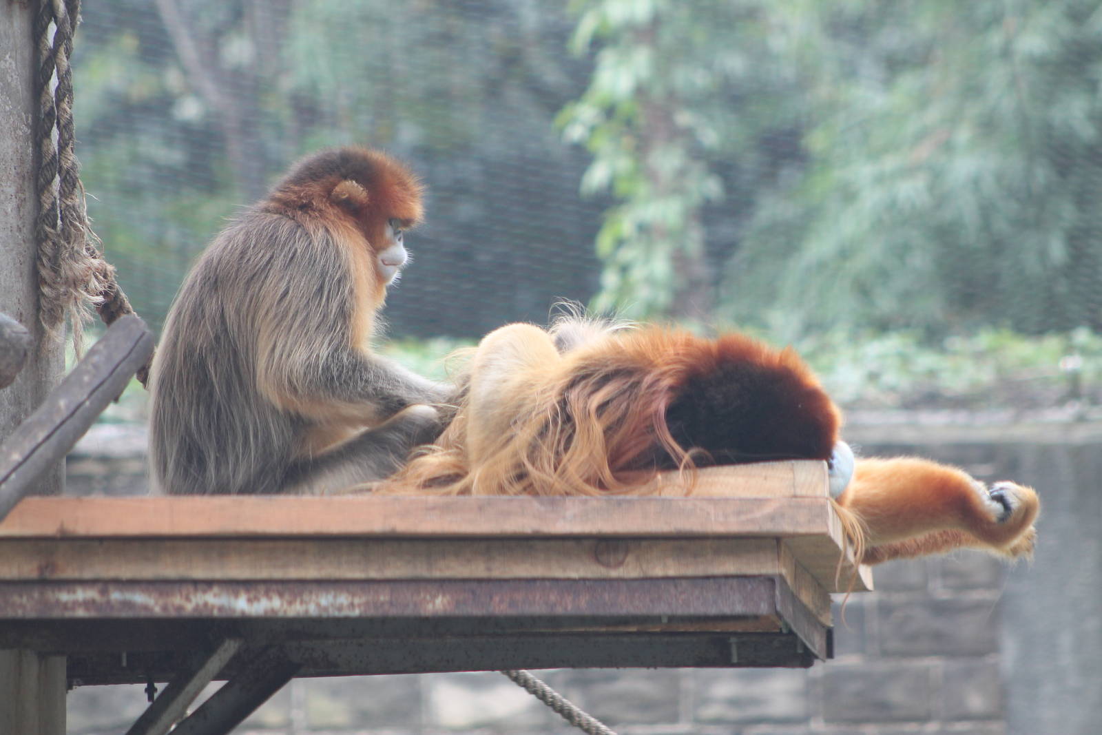 golden snub-nosed monkeys (Rhinopithecus roxellana)