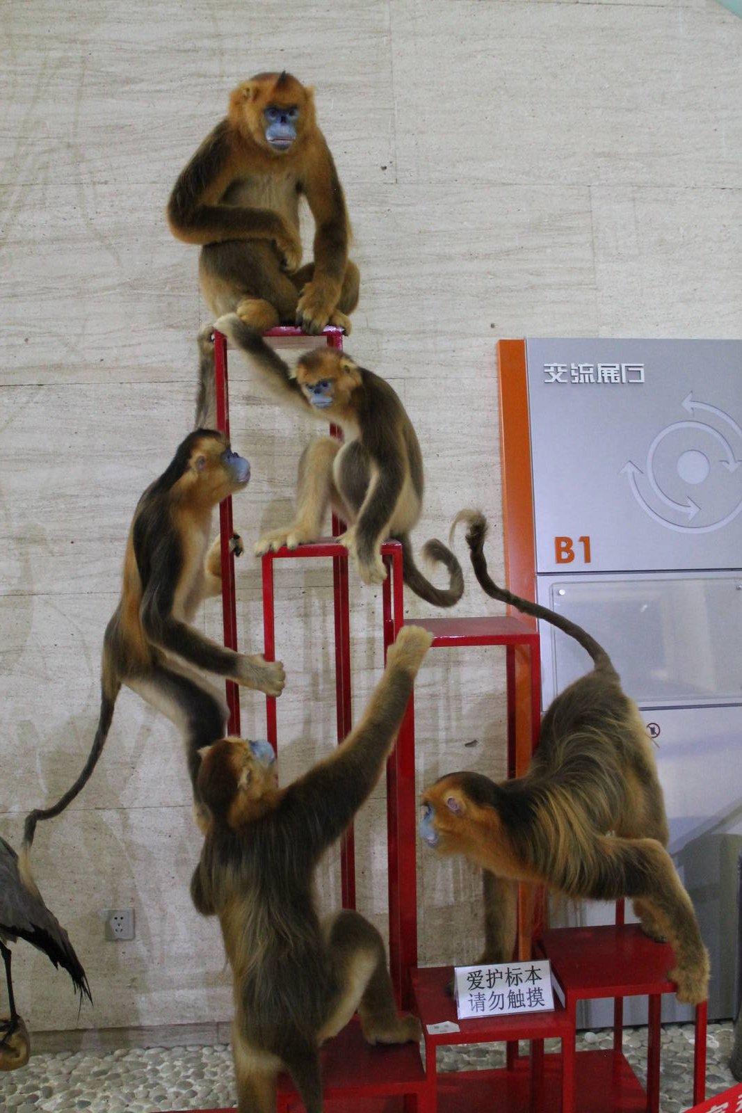 Golden Snub-nosed Monkeys (Rhinopithecus roxellana)