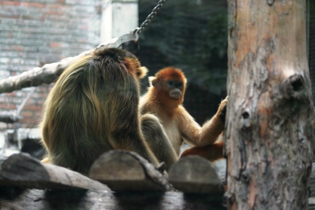 Golden snub-nosed monkeys, summer 2006