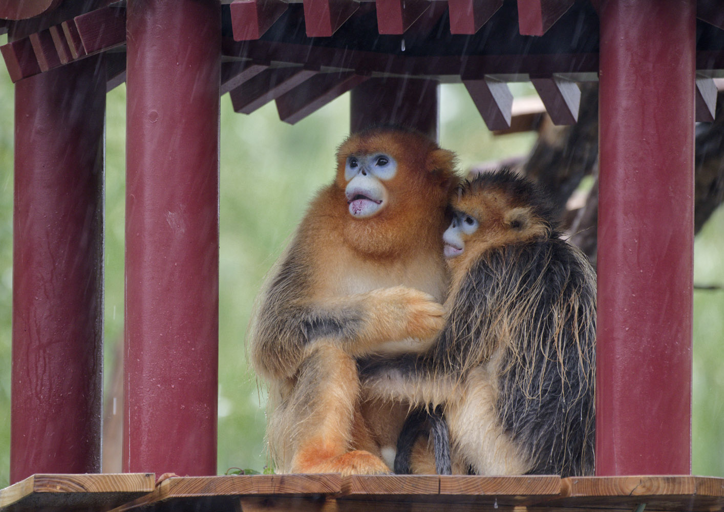 Golden snub-nosed monkeys, trio sheltering from rain