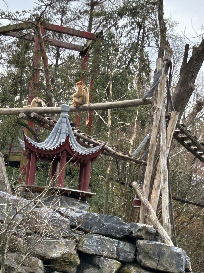 Golden snub-nosed monkeys