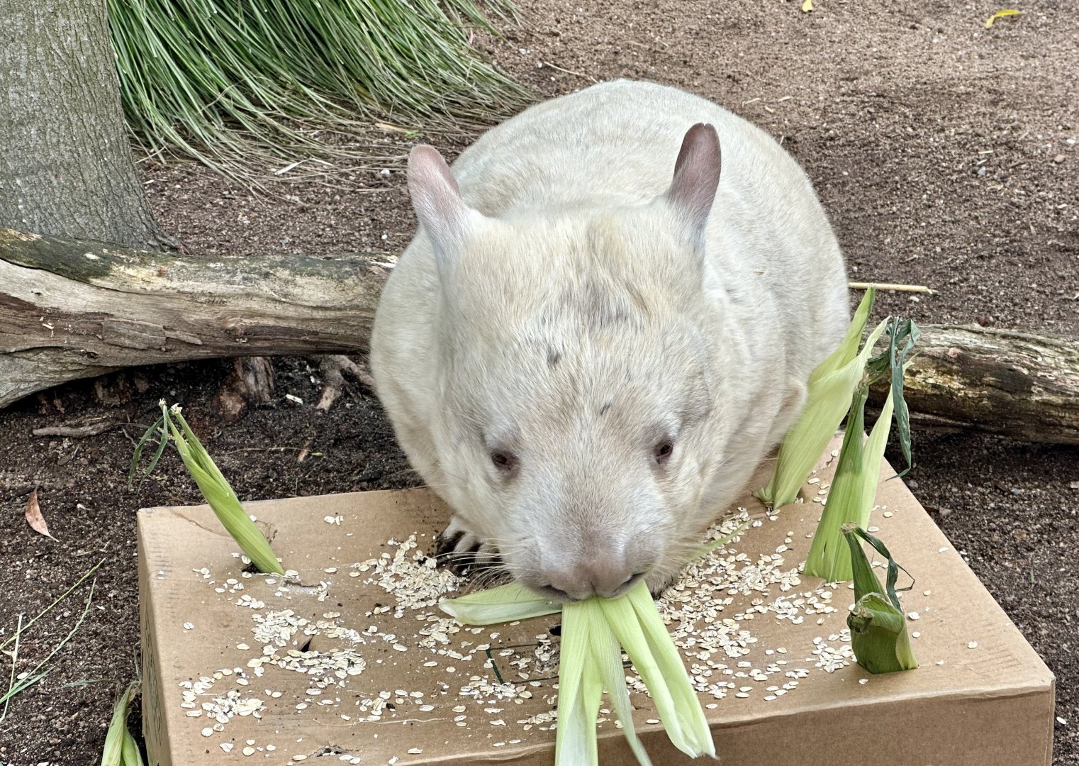 Golden Southern hairy-nosed wombat (Lasiorhinus latifrons)