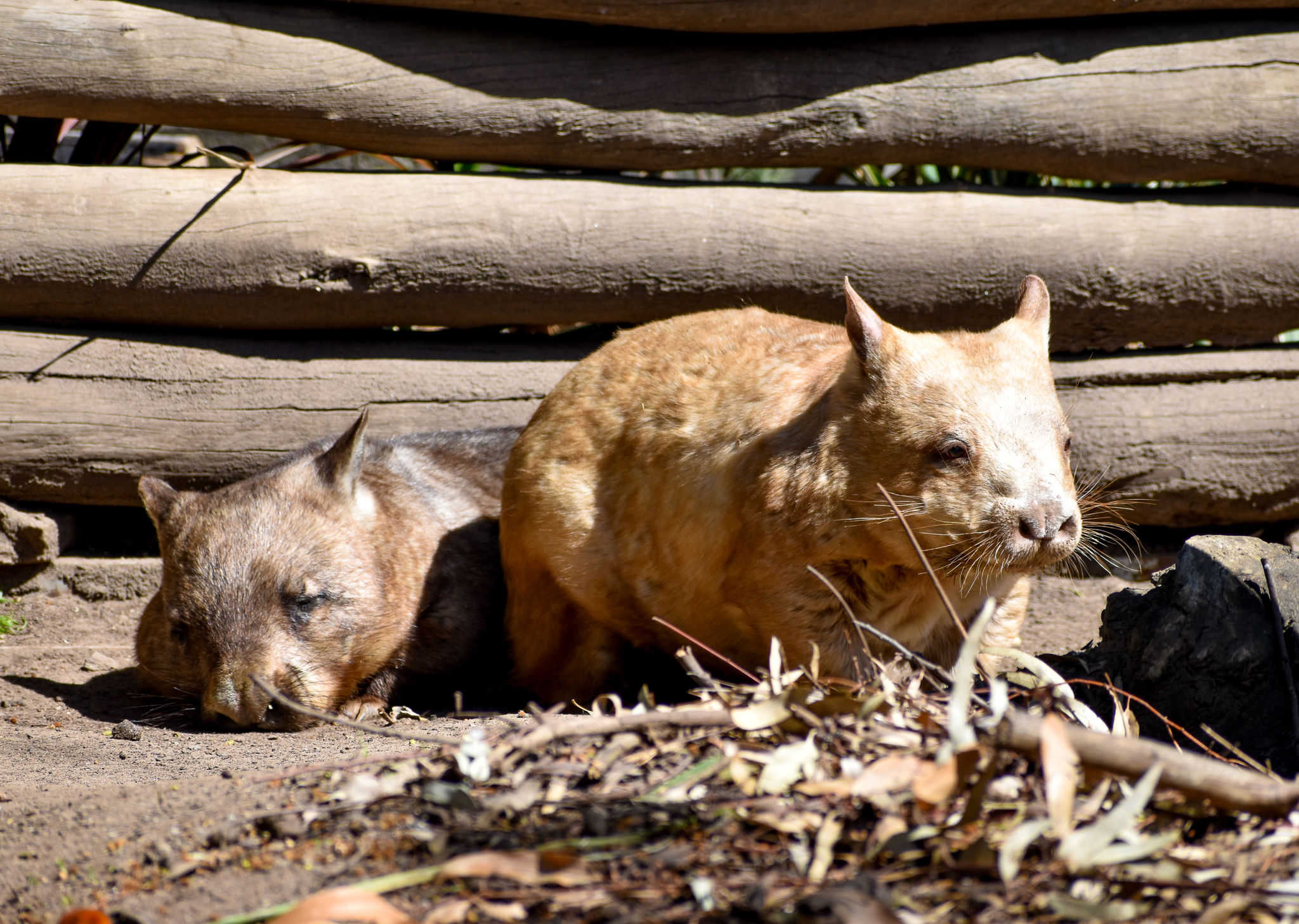 Golden Southern Hairy-nosed Wombat (with normal wombat)