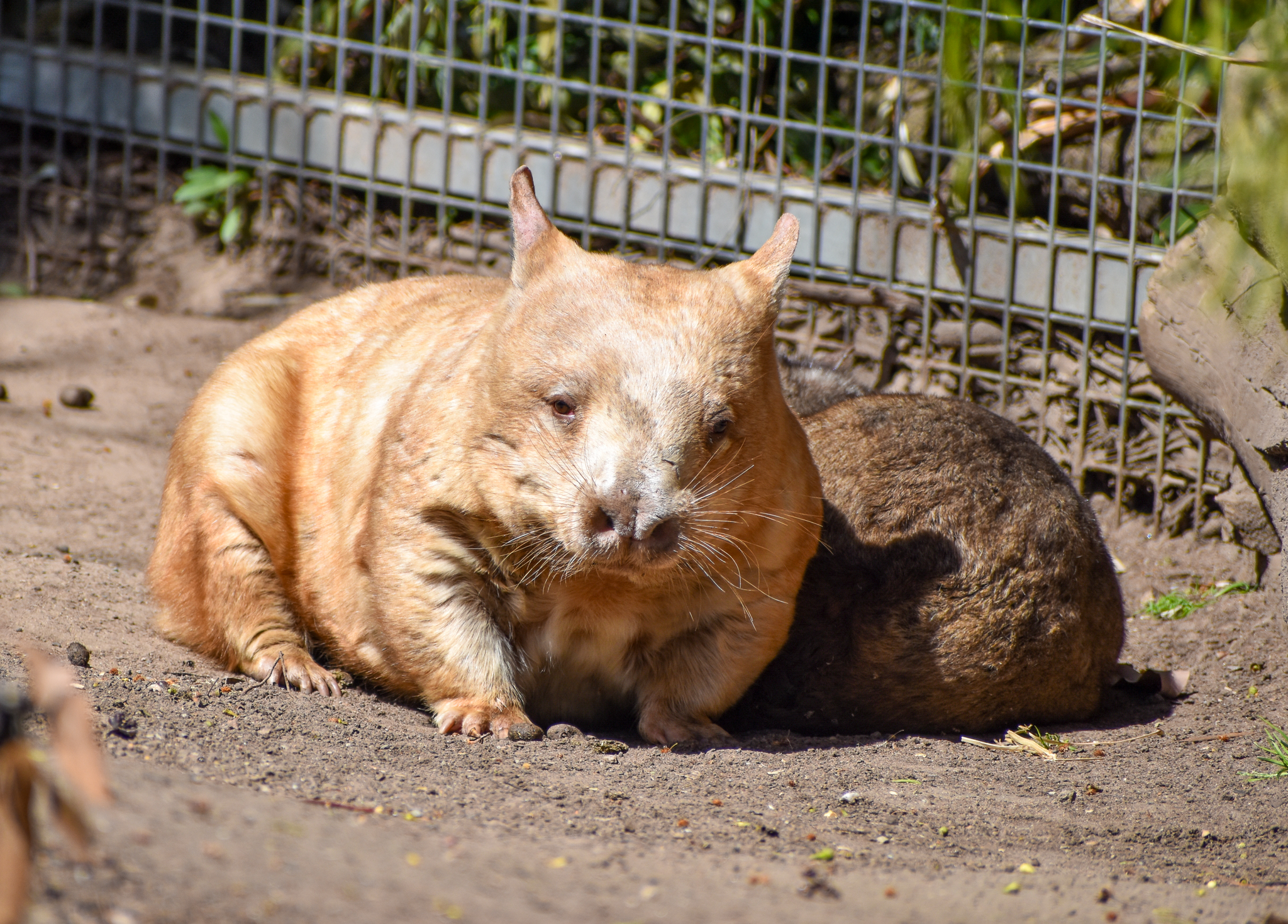Golden Southern Hairy-nosed Wombat