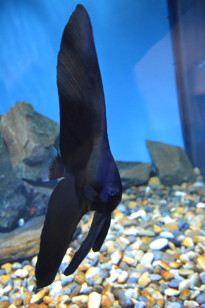 Golden spadefish (Platax boersii) - juvenile