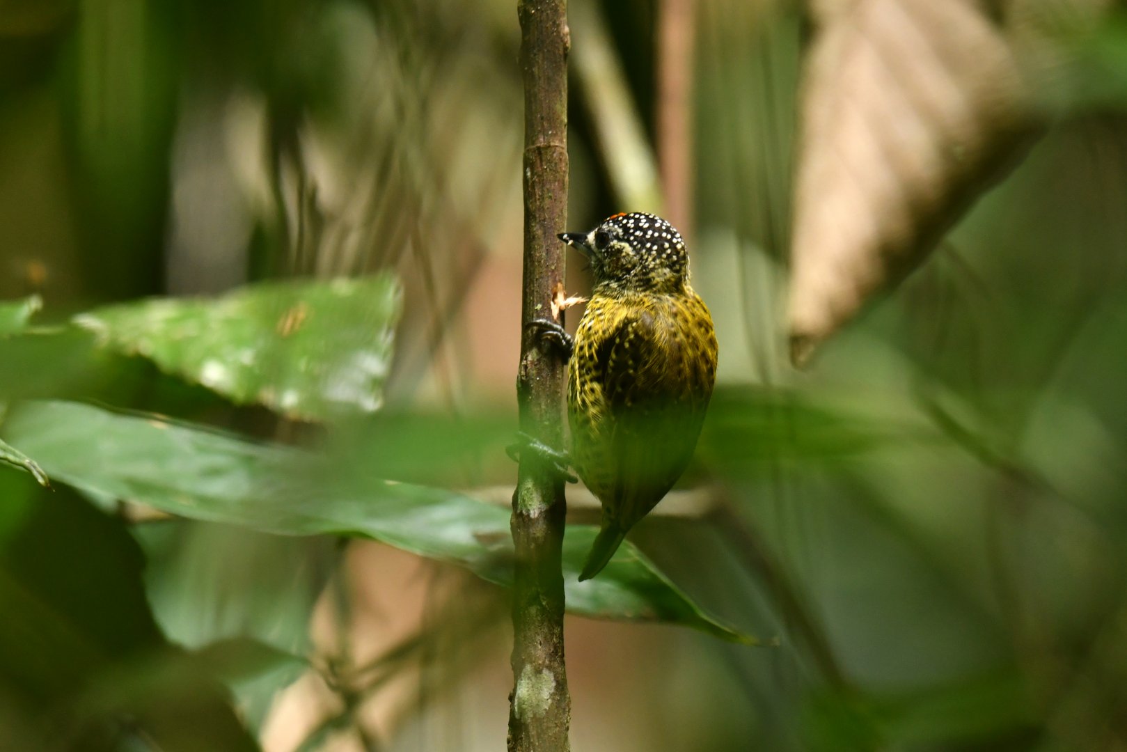 Golden-spangled Piculet Picumnus exilis