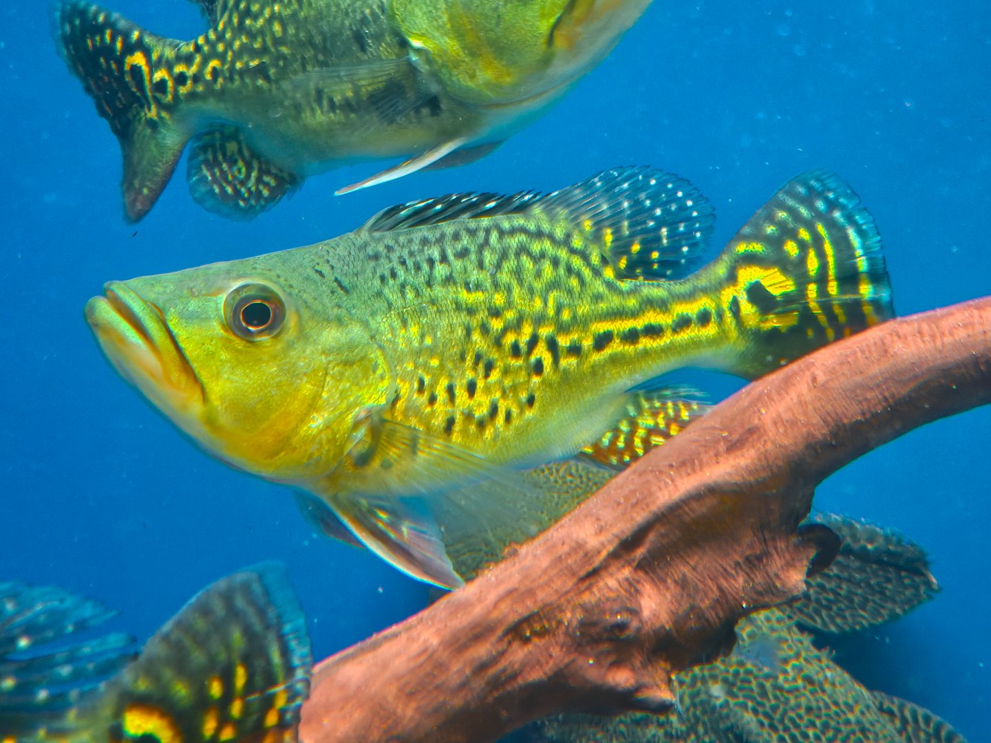 Golden Spider Peacock Bass, Balloon Form (Cichla kelberi var. 'Spider', Shortbody)