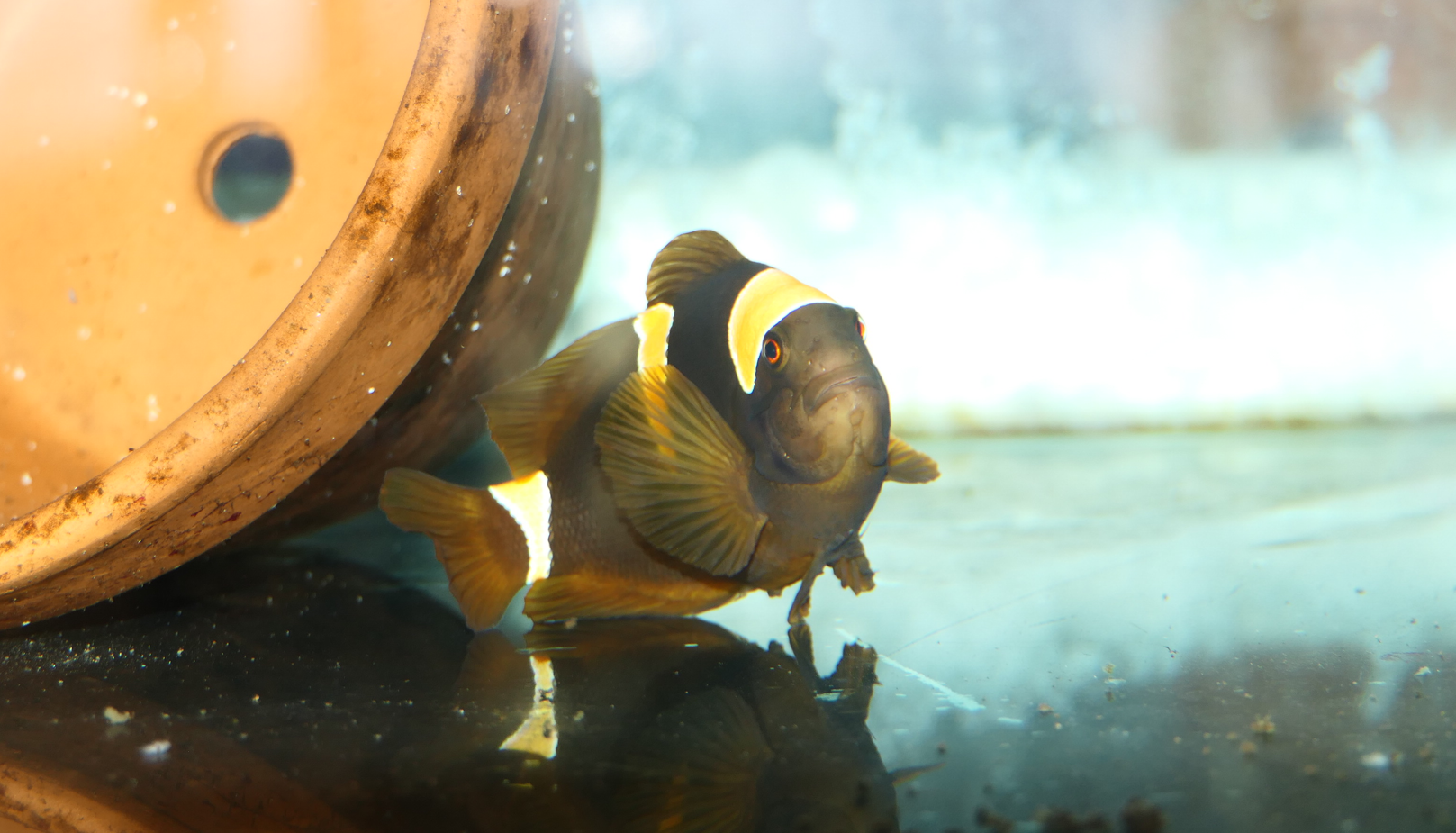 Golden Spinecheek Anemonefish (Amphiprion biaculeatus "Amphiprion epigrammata") - Dolphin Discovery Centre, Bunbury