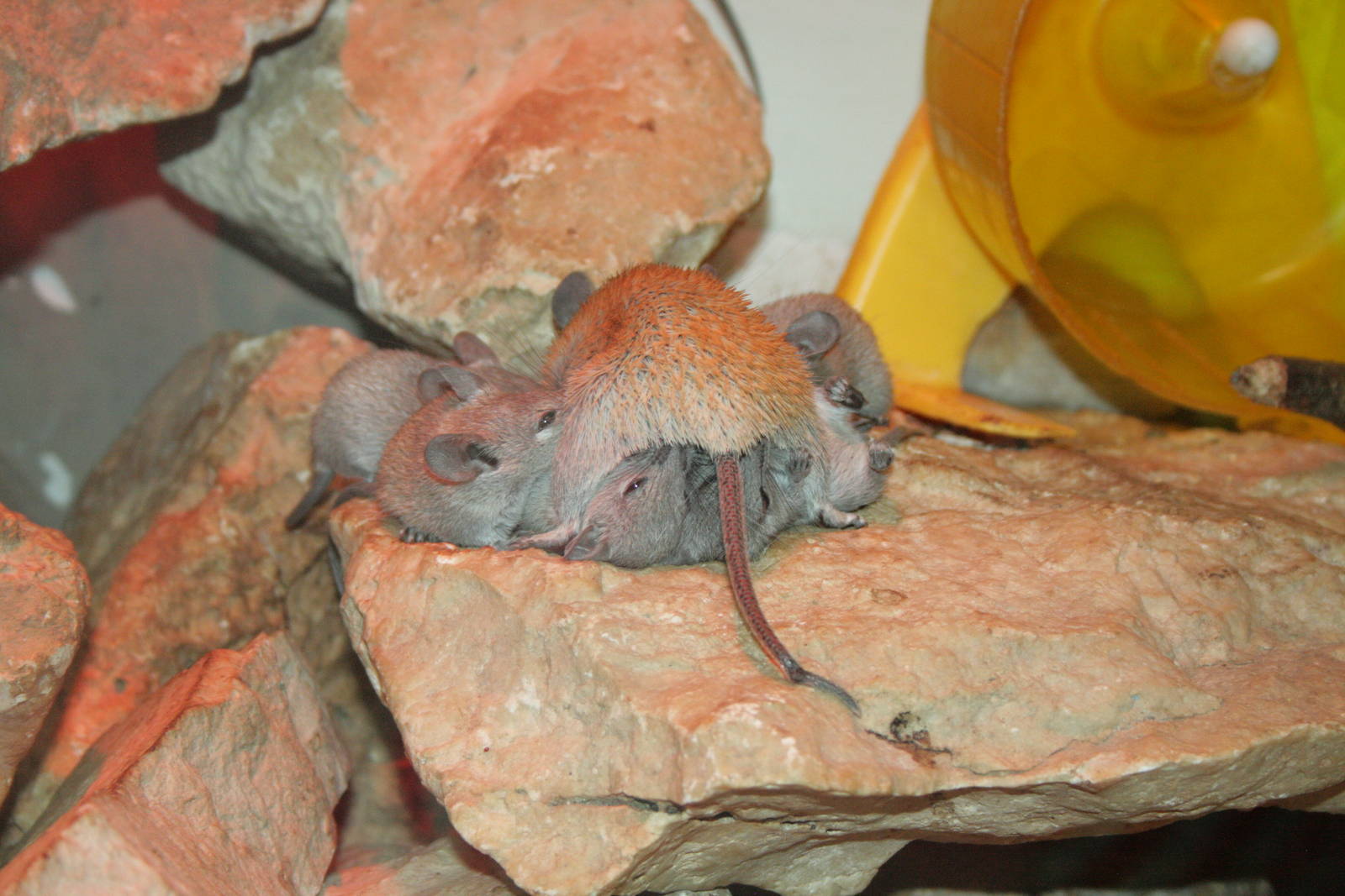 golden spiney mouse feeding her babies