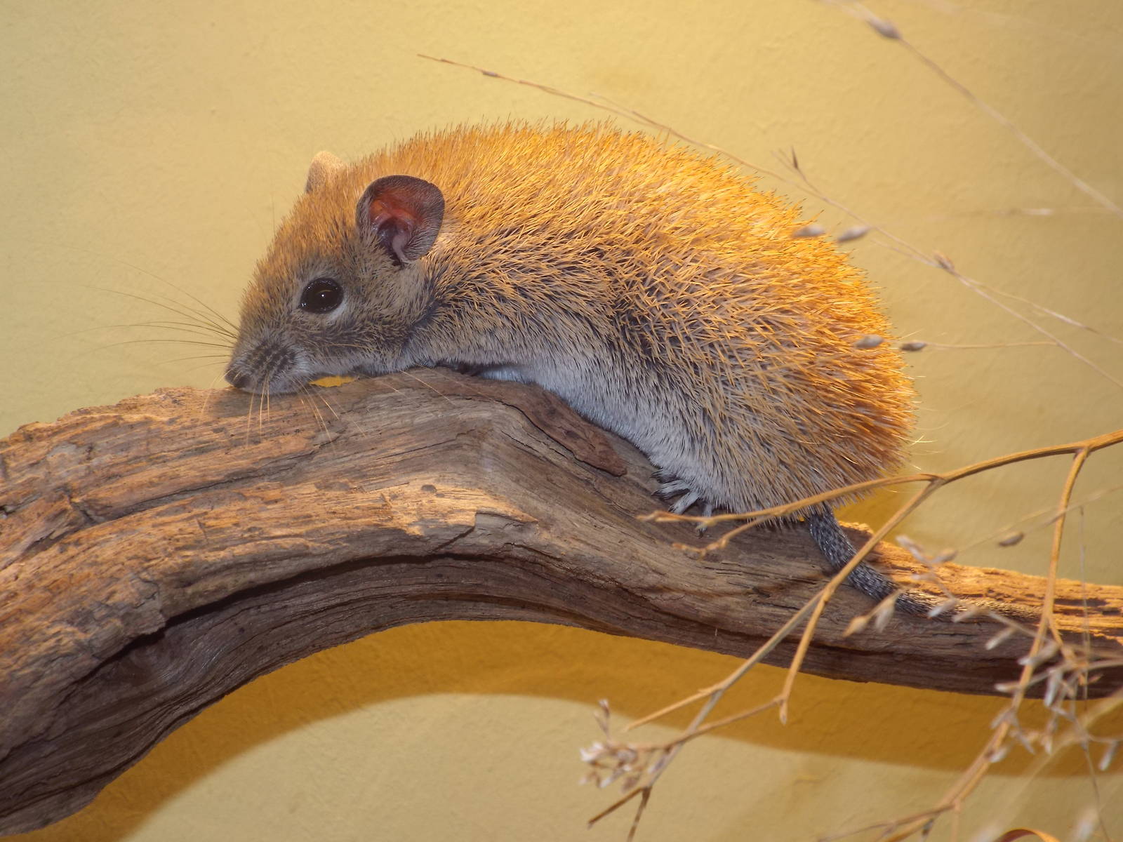 Golden Spiny Mouse (Acomys russatus) at Zoologischer Garten Magdeburg - 5 A