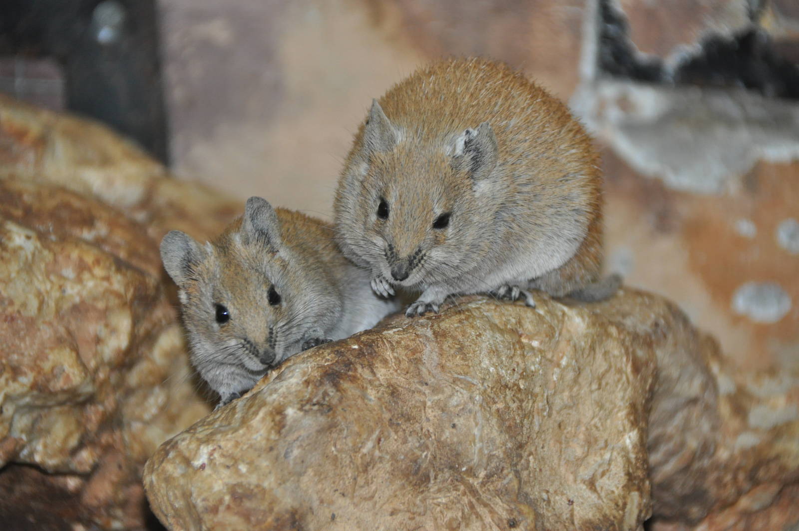 Golden spiny mouse/ Acomys russatus