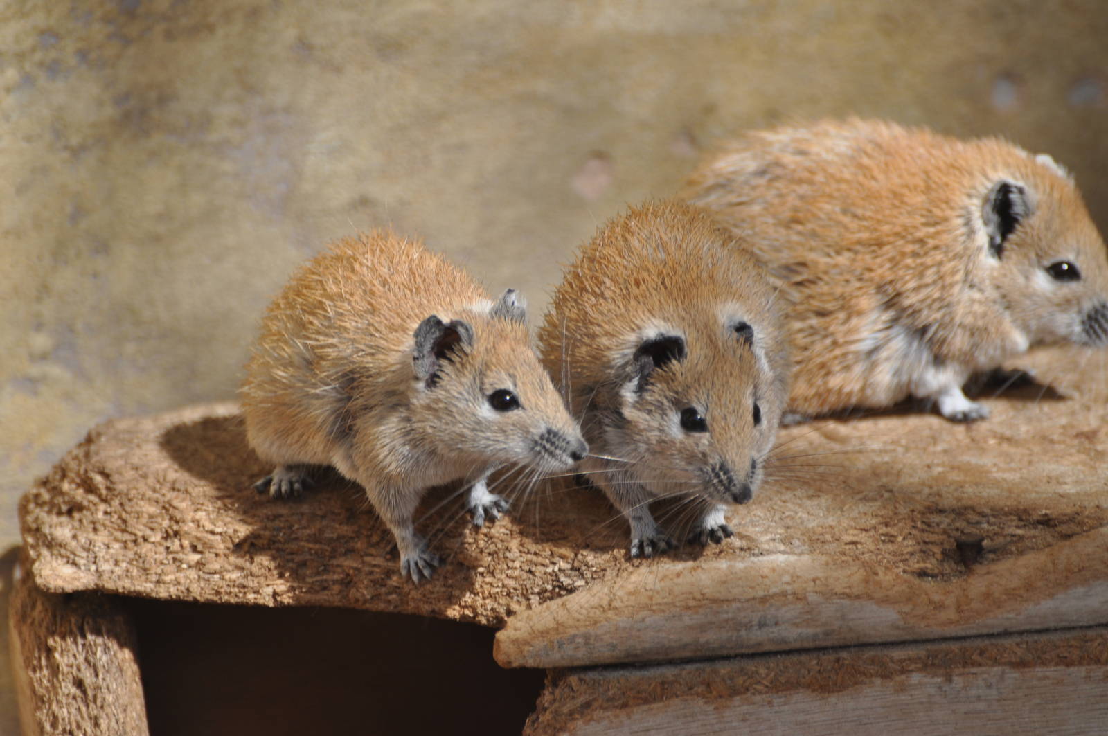 Golden spiny mouse/ Acomys russatus