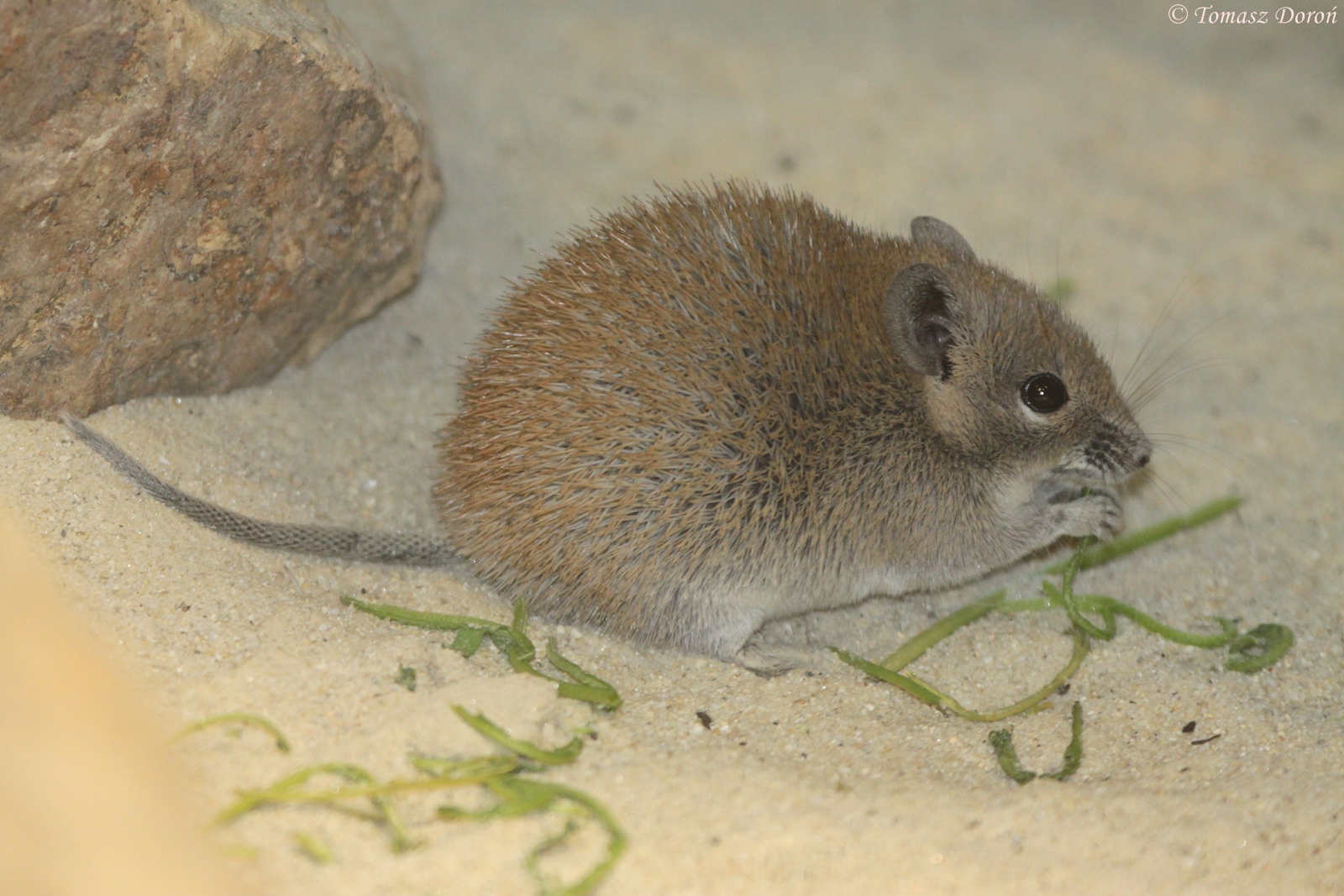 Golden Spiny Mouse (Acomys russatus)