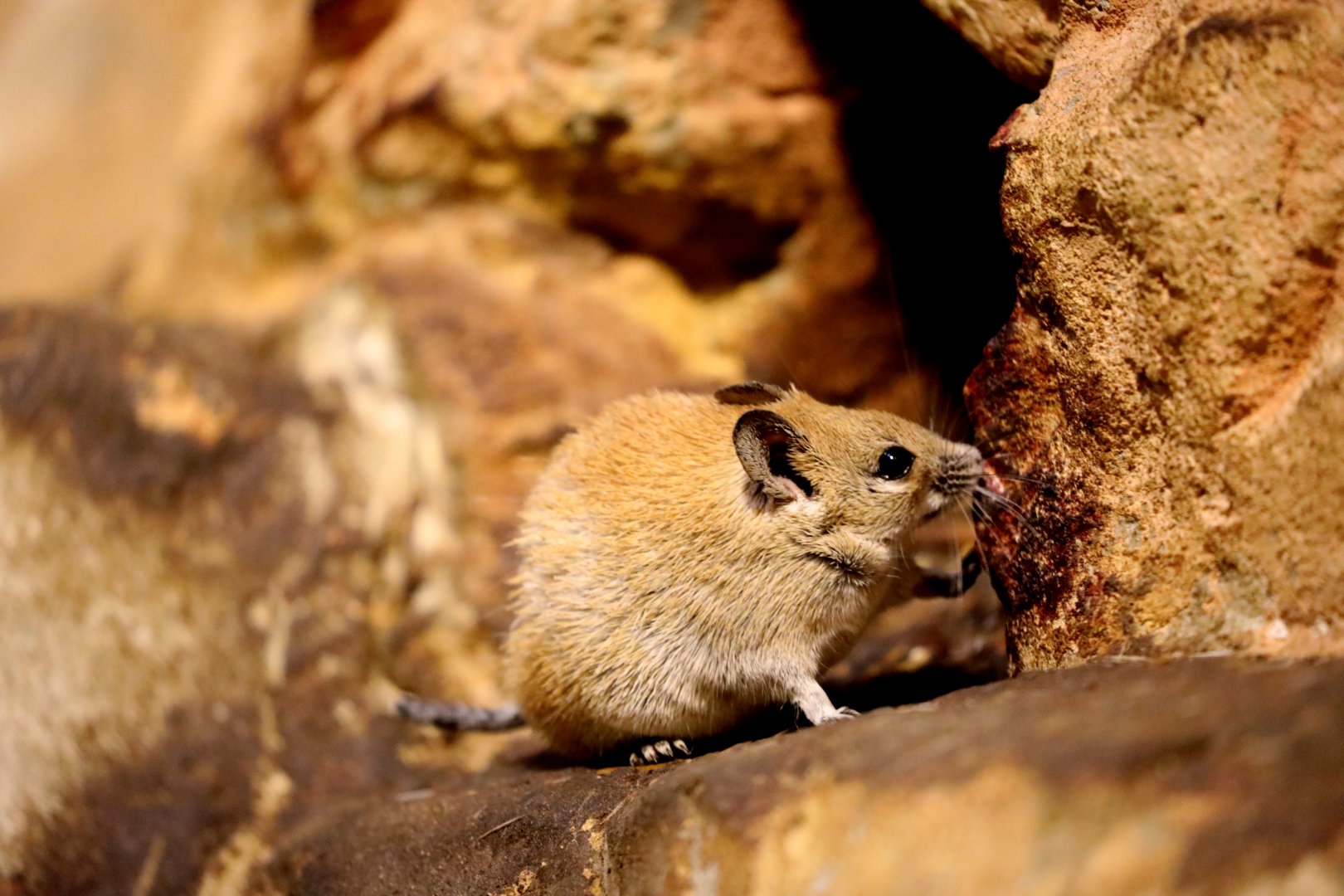 golden spiny mouse (Acomys russatus)