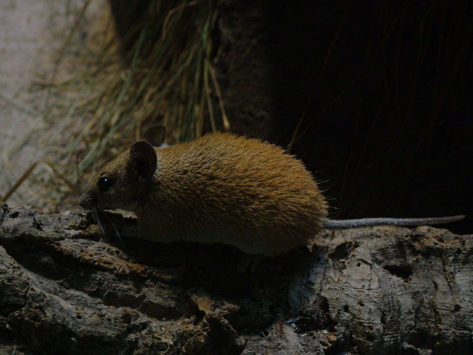 Golden Spiny Mouse at Frankfurt 31/08/10