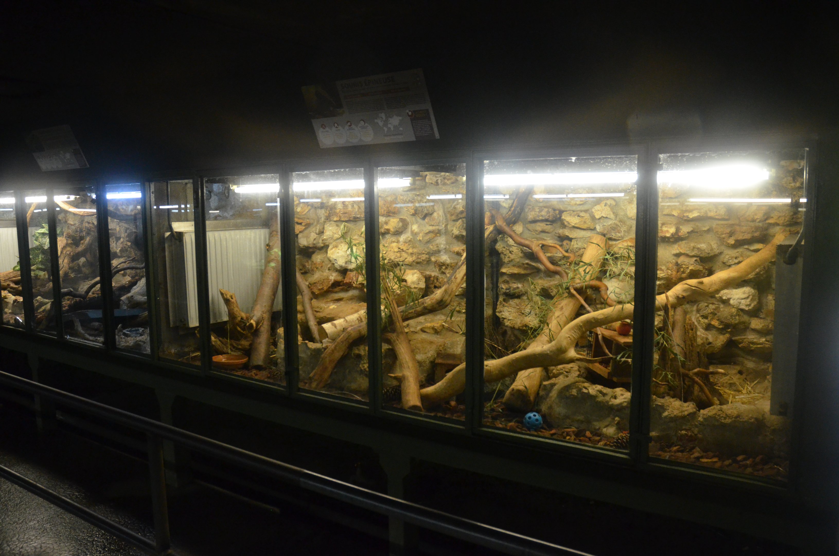 Golden Spiny Mouse Enclosure at La Flèche, 11/06/18