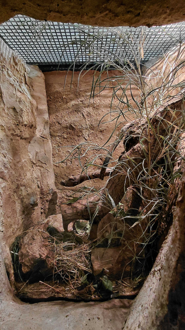 Golden spiny mouse exhibit