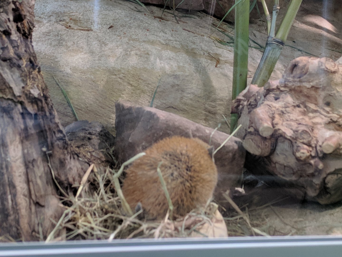 Golden Spiny Mouse