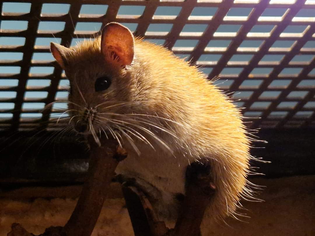 Golden Spiny Mouse