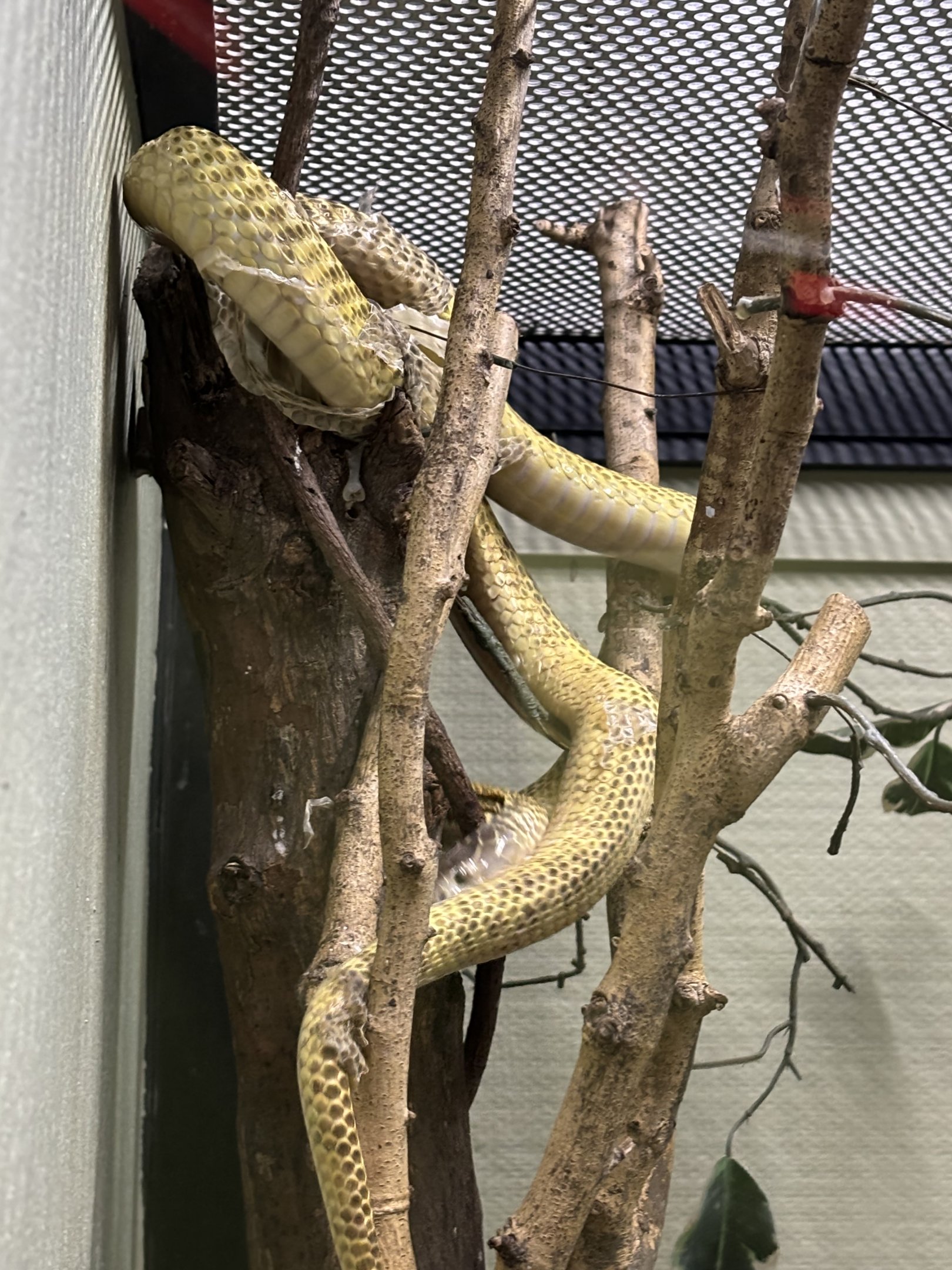 Golden Spitting Cobra