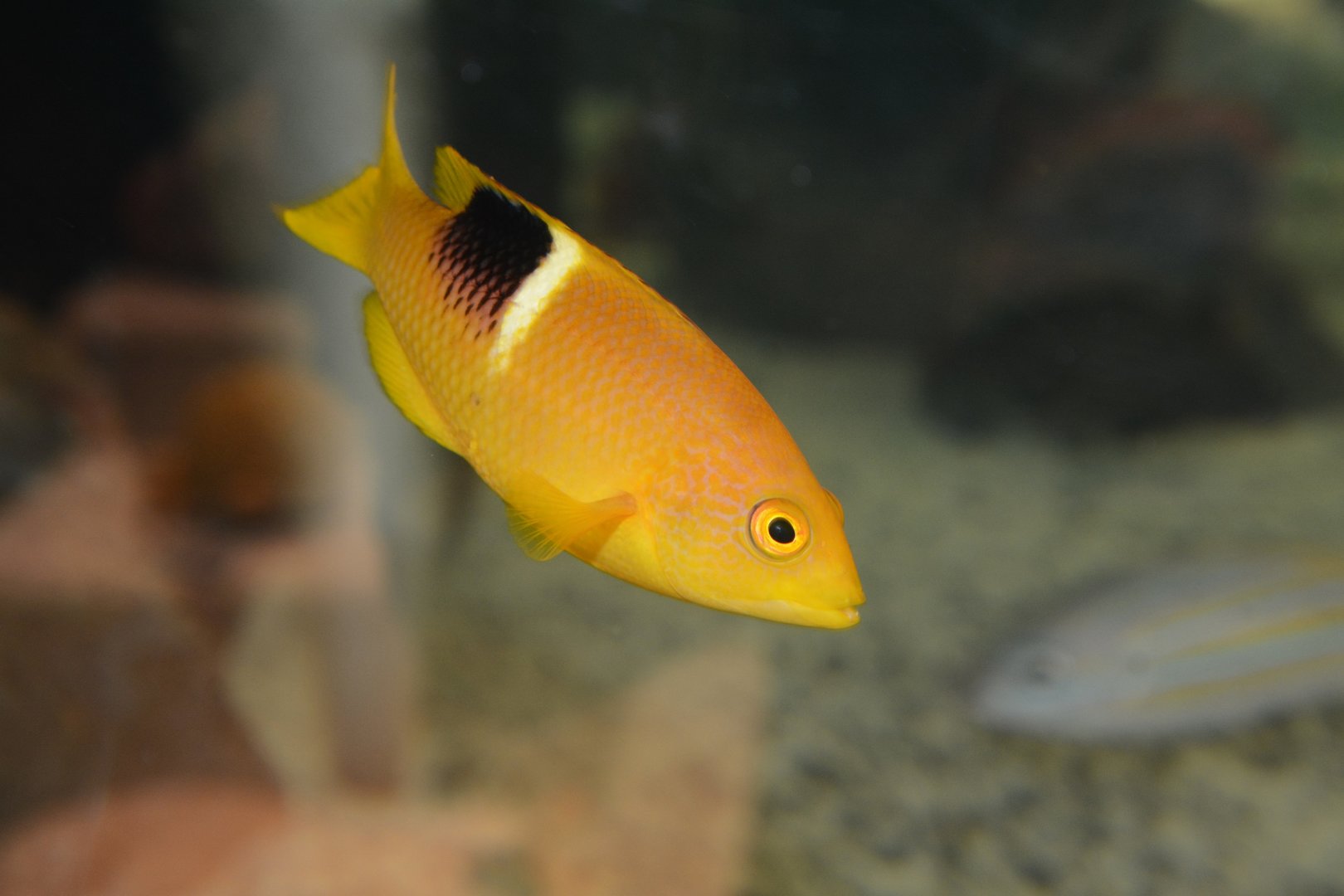 Golden-spot hogfish (Bodianus perditio) - juvenile