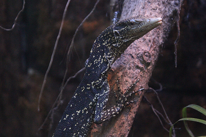 Golden-spotted tree monitor (Varanus boehmei)