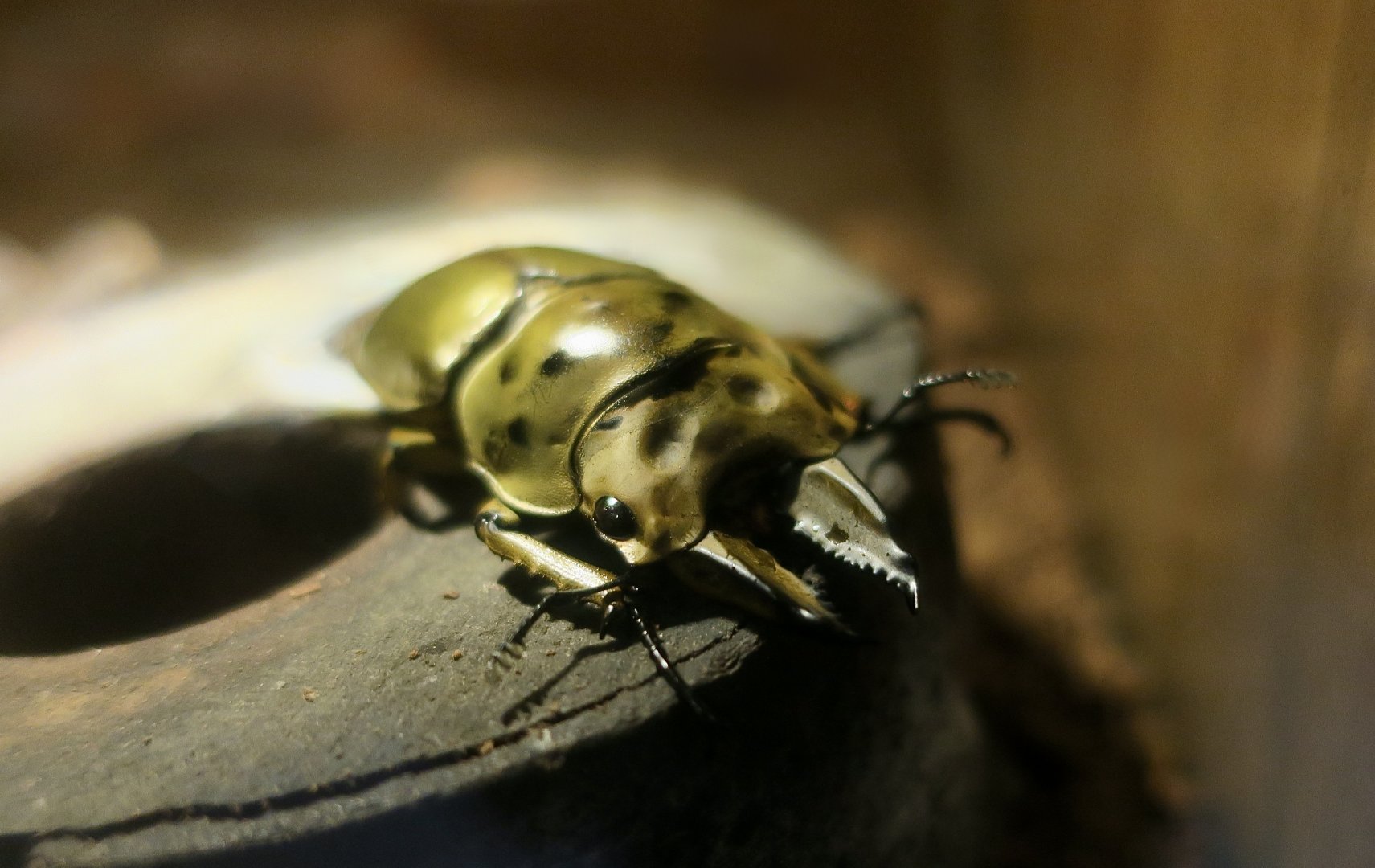 Golden Stag Beetle (Allotopus moellenkampi babai) - Taiwan Insectarium (台灣昆蟲館)
