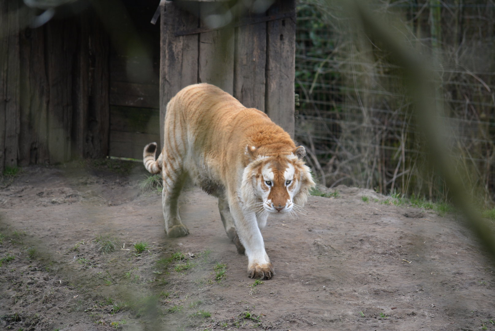 Golden "strawberry" Tiger