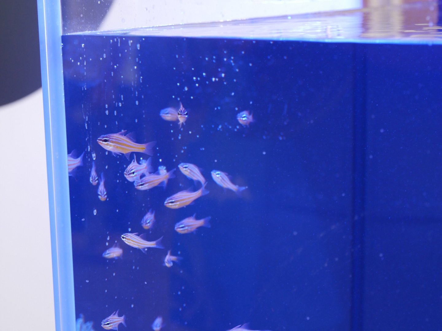 Golden Striped Cardinal (Apogon cyanosoma)