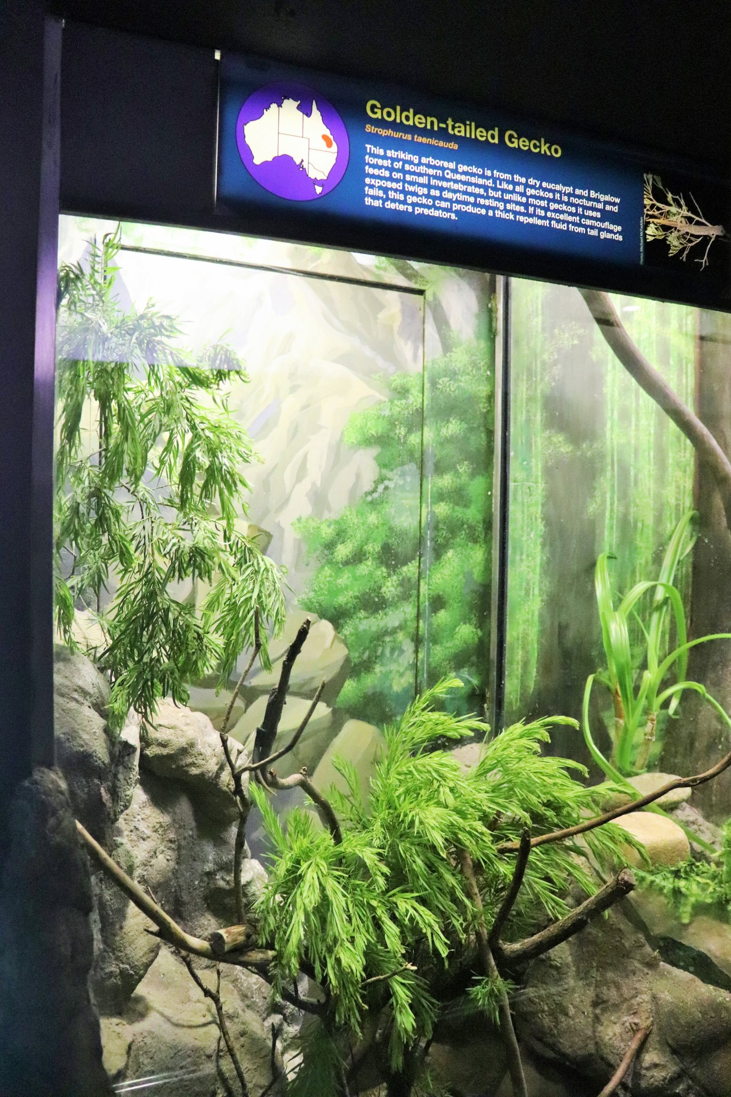 Golden-tailed Gecko Enclosure