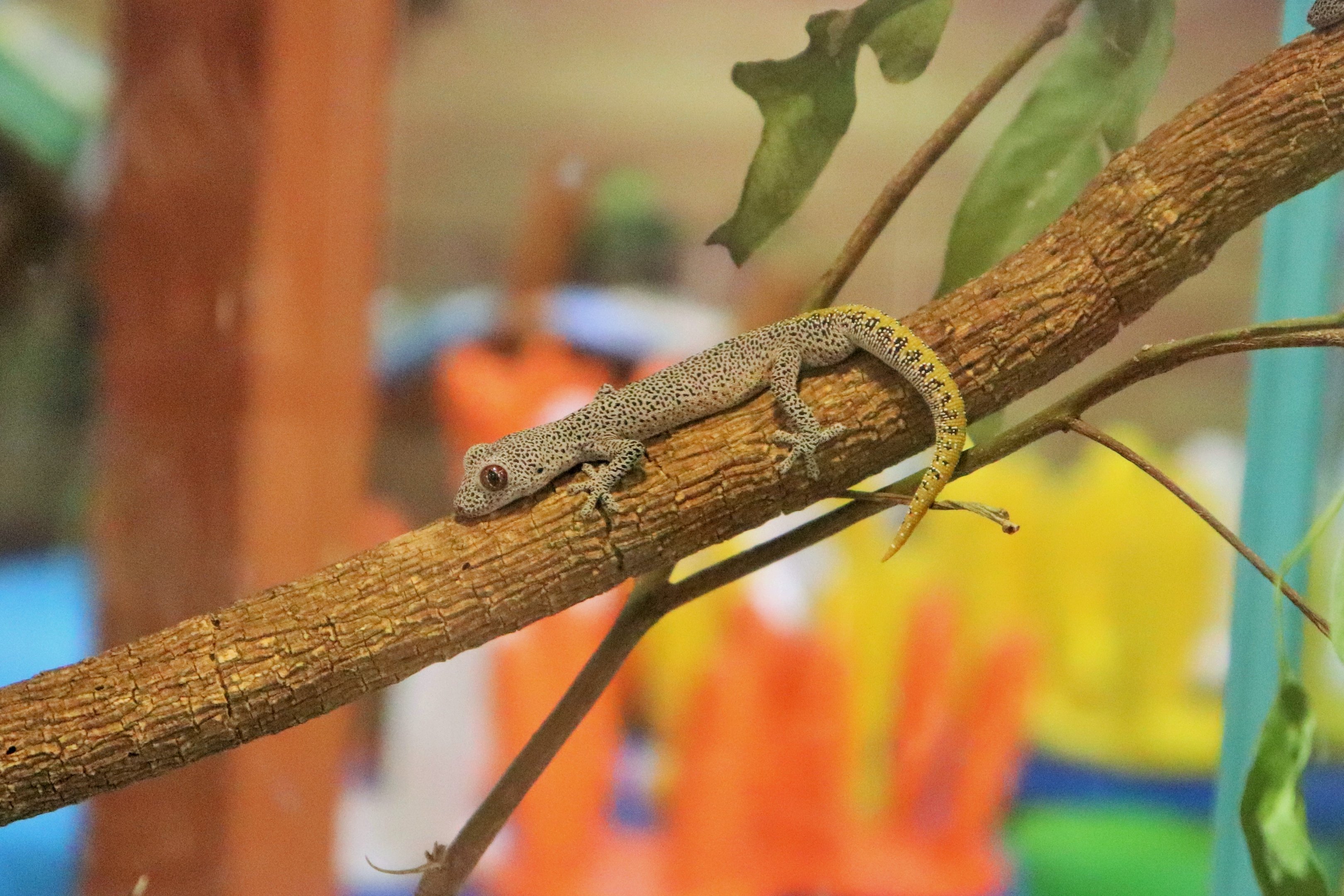 Golden-tailed Gecko (Strophurus taenicauda)