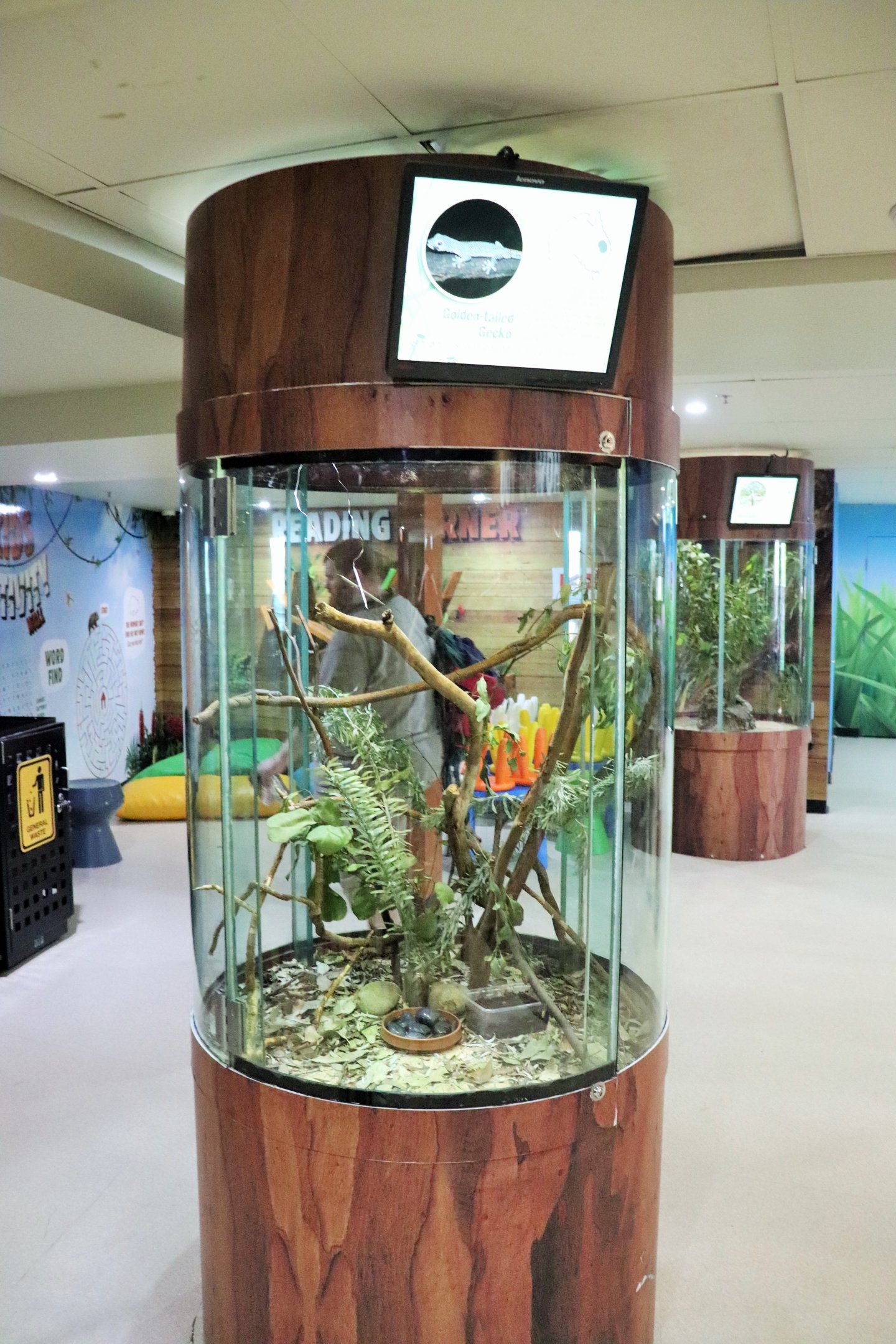 Golden-tailed Gecko Tank