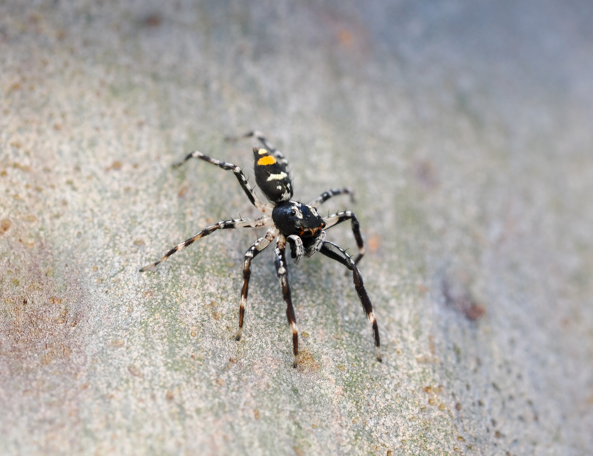 Golden-tailed Jumping Spider, Astia maculata