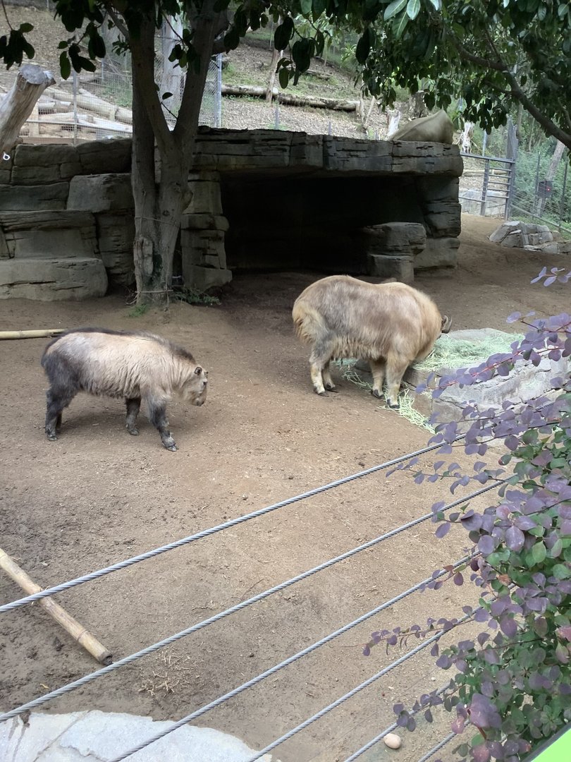 Golden Takin 10/7/21