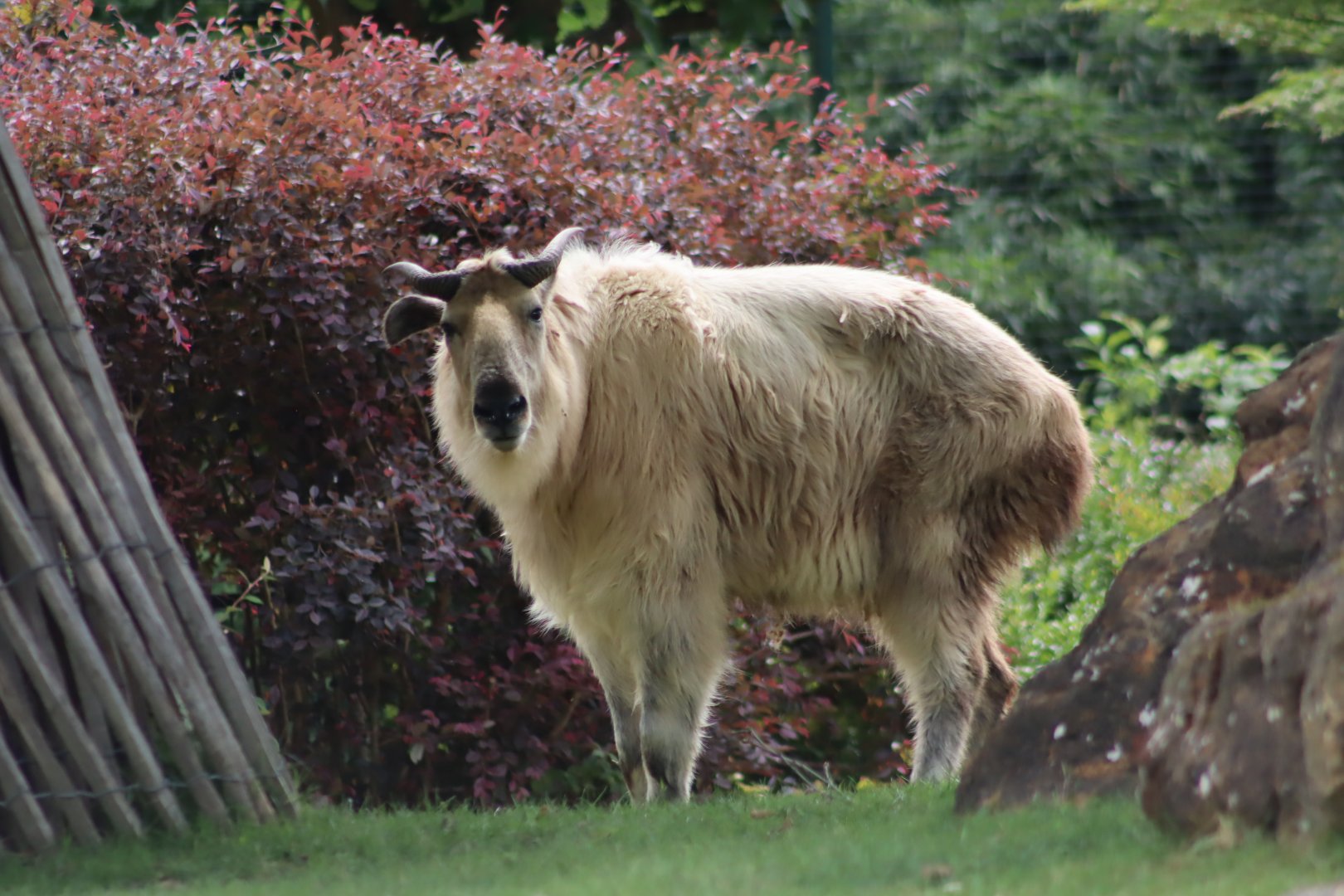 Golden Takin - 7 July 2024