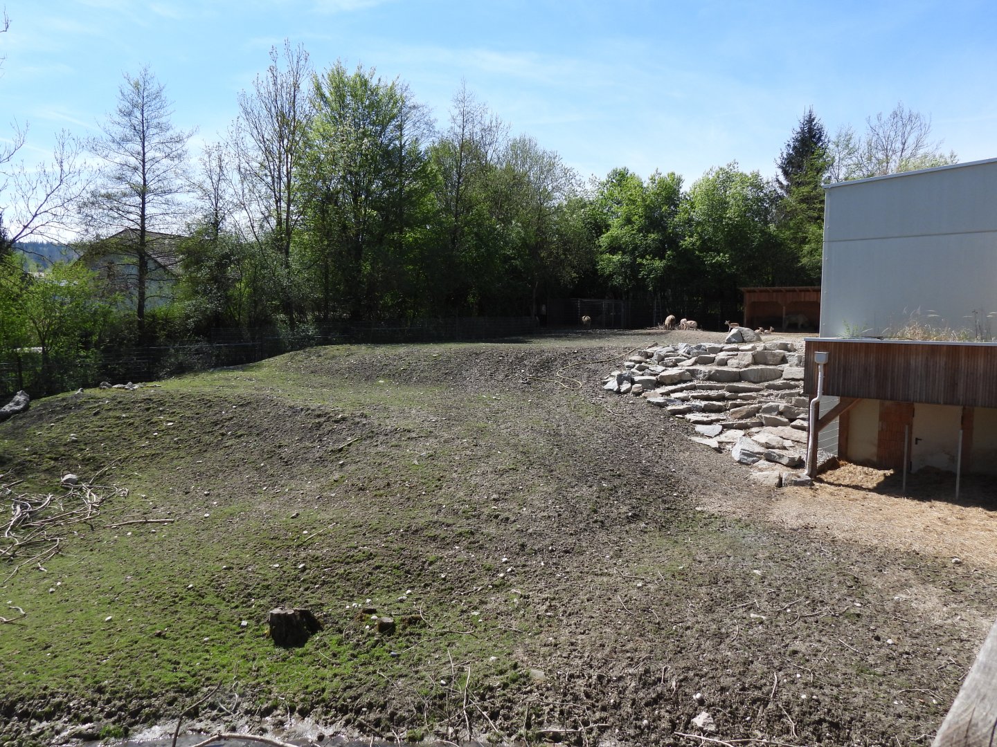 Golden takin and blackbuck mixed exhibit at the museum (Biodiversity exhibition)