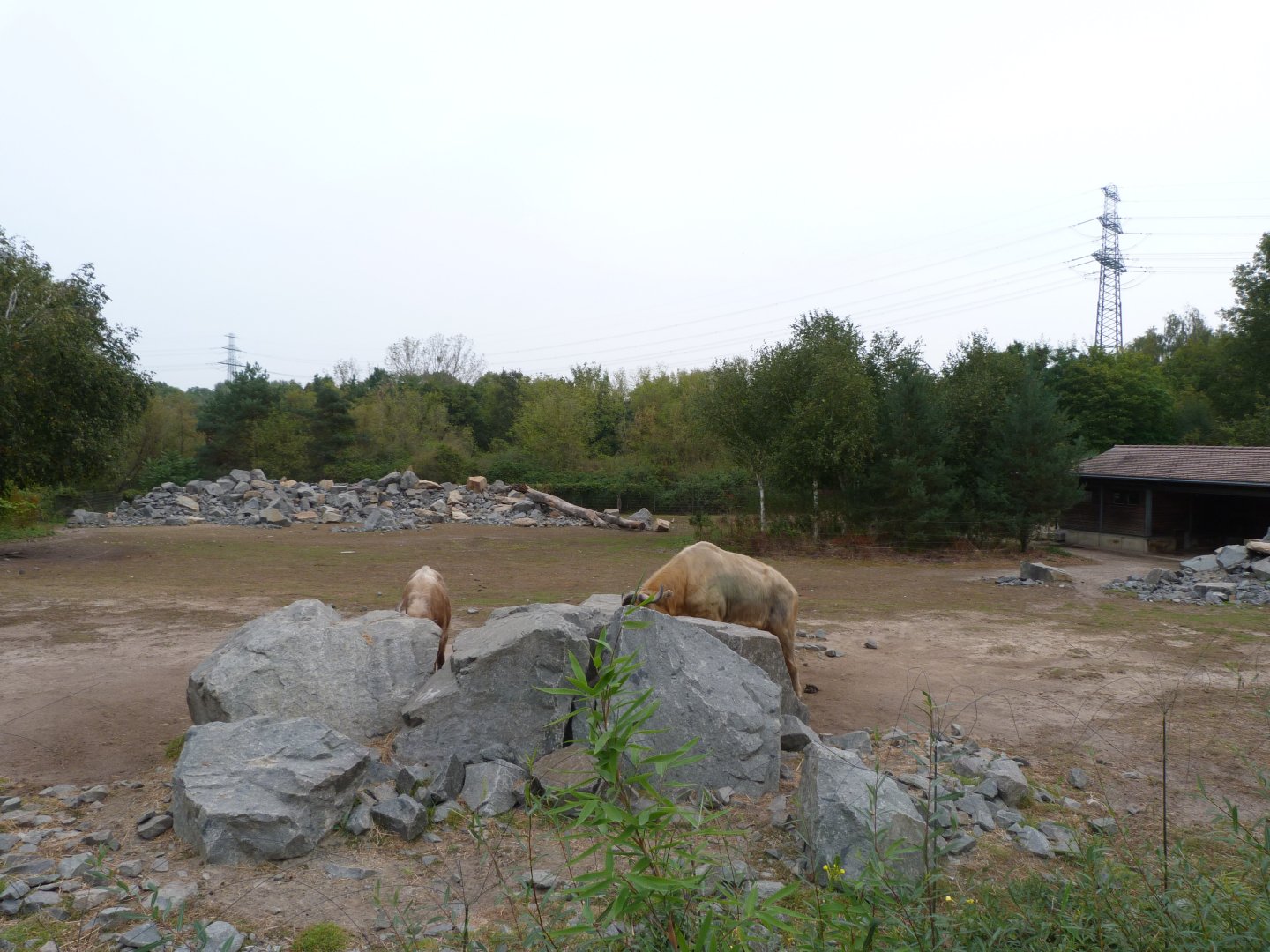Golden takin and Central Chinese goral exhibit -Tierpark Berlin (2024)