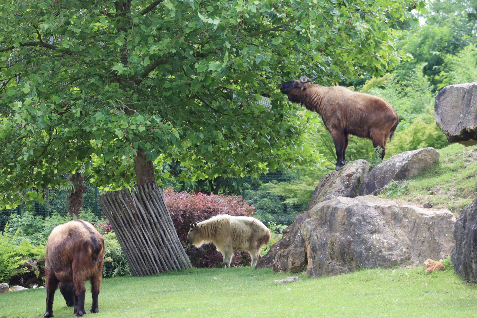 Golden Takin and Mishmi Takins - 7 July 2024